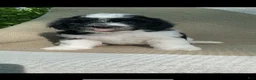 Mixed Breed dogs for sale: Biscuit - Ad 2