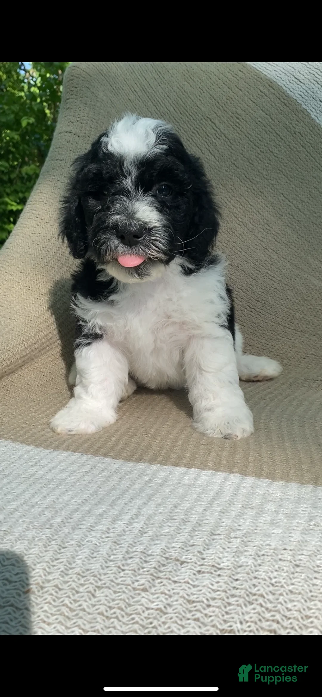 Mixed Breed dogs for sale: Biscuit - Ad 2