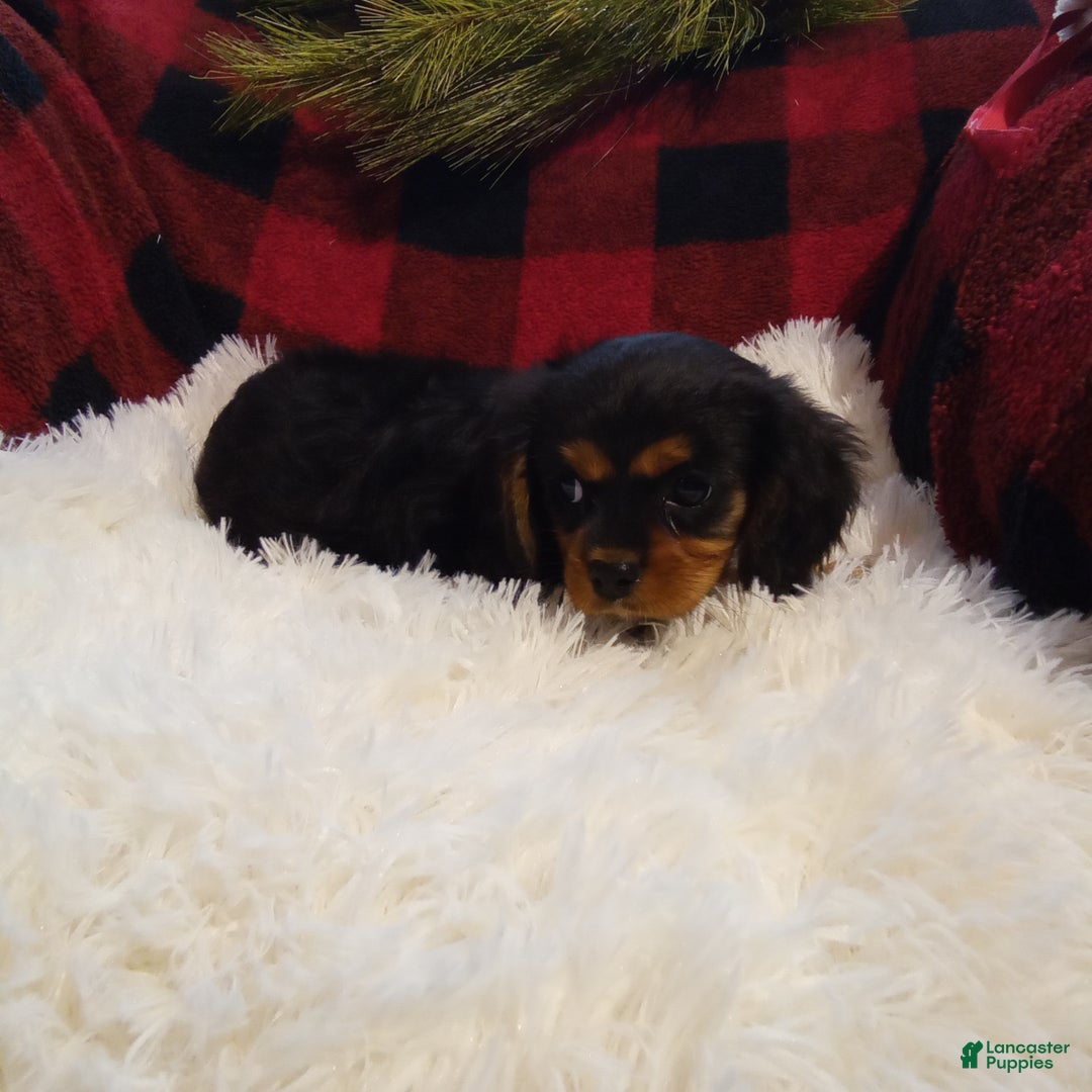 Cavalier King Charles Spaniel dogs for sale: Theo - Ad 3