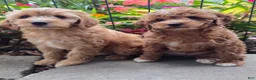 Cavapoo dogs for sale: Tipp - Ad 10