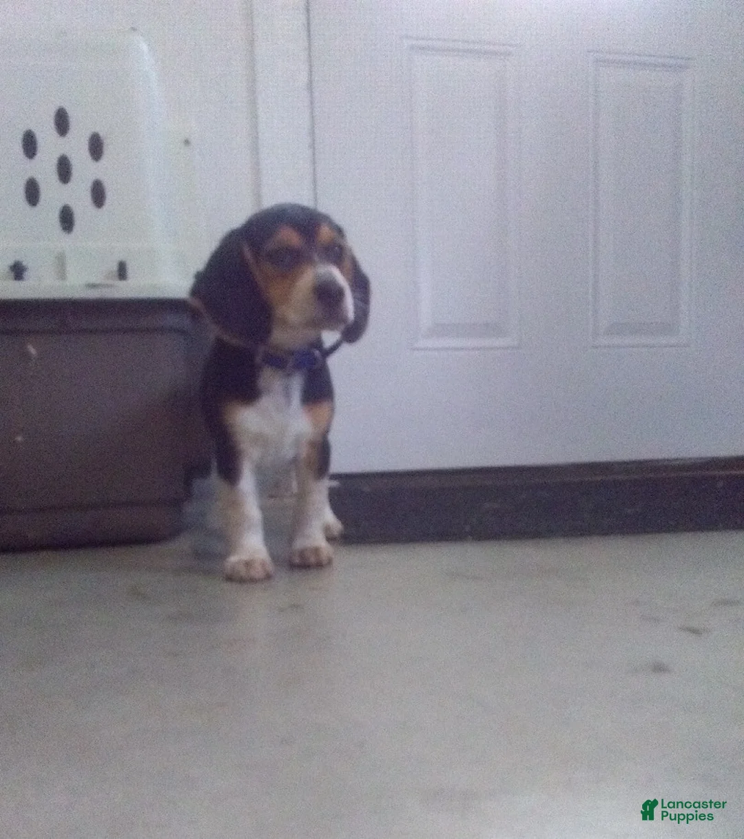 Beagle dogs for sale: Sam - Ad 2