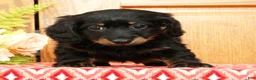 Miniature Dachshund dogs for sale: Vandavale - Ad 3