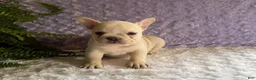 French Bulldog dogs for sale: Tea Cup - Ad 3