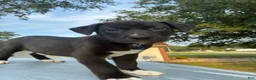 Pitsky dogs for sale: Hank  - Ad 2