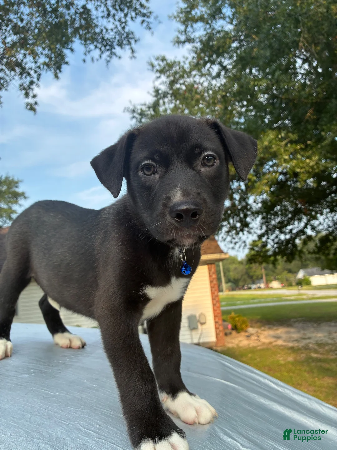 Pitsky dogs for sale: Hank  - Ad 2