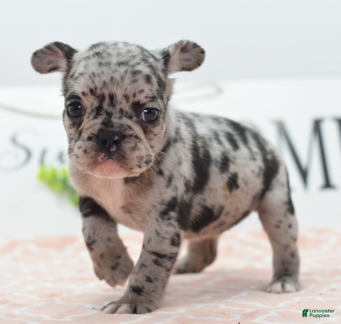 Mixed Breed dogs Ruby merle - Ad 1