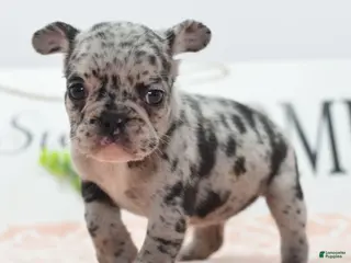 Mixed Breed dogs Ruby merle - Ad 1