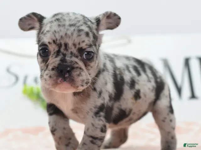 Mixed Breed dogs for sale: Ruby merle - Ad 2