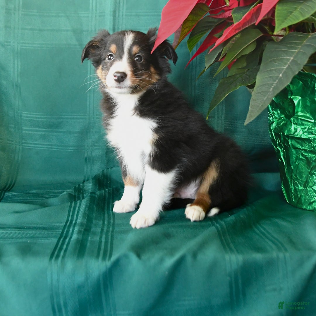 Shetland Sheepdog dogs for sale: Ken  - Ad 1