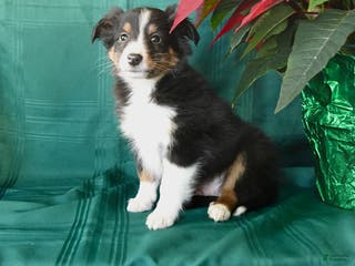 Shetland Sheepdog dogs Ken - Ad 9