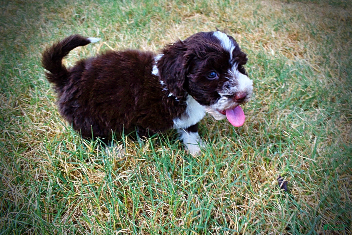 Havapoo dogs Katie - Ad 2