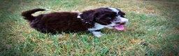 Havapoo dogs for sale: Katie - Ad 13