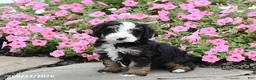 Mini Bernedoodle dogs for sale: Archer - Ad 3