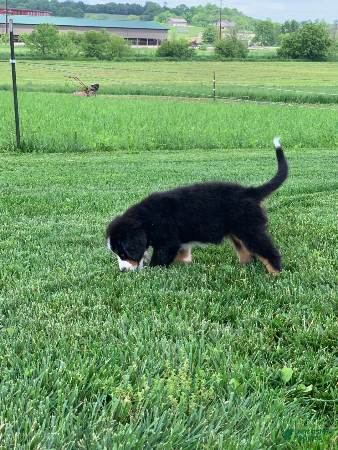Bernese Mountain Dog dogs for sale: Forrest - Ad 17