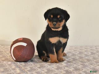 Rottweiler dogs Nellie - Ad 36