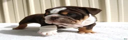 English Bulldog dogs for sale: Blaze - Ad 8