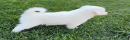 Mini Aussiedoodle dogs for sale: Faith - Ad 3