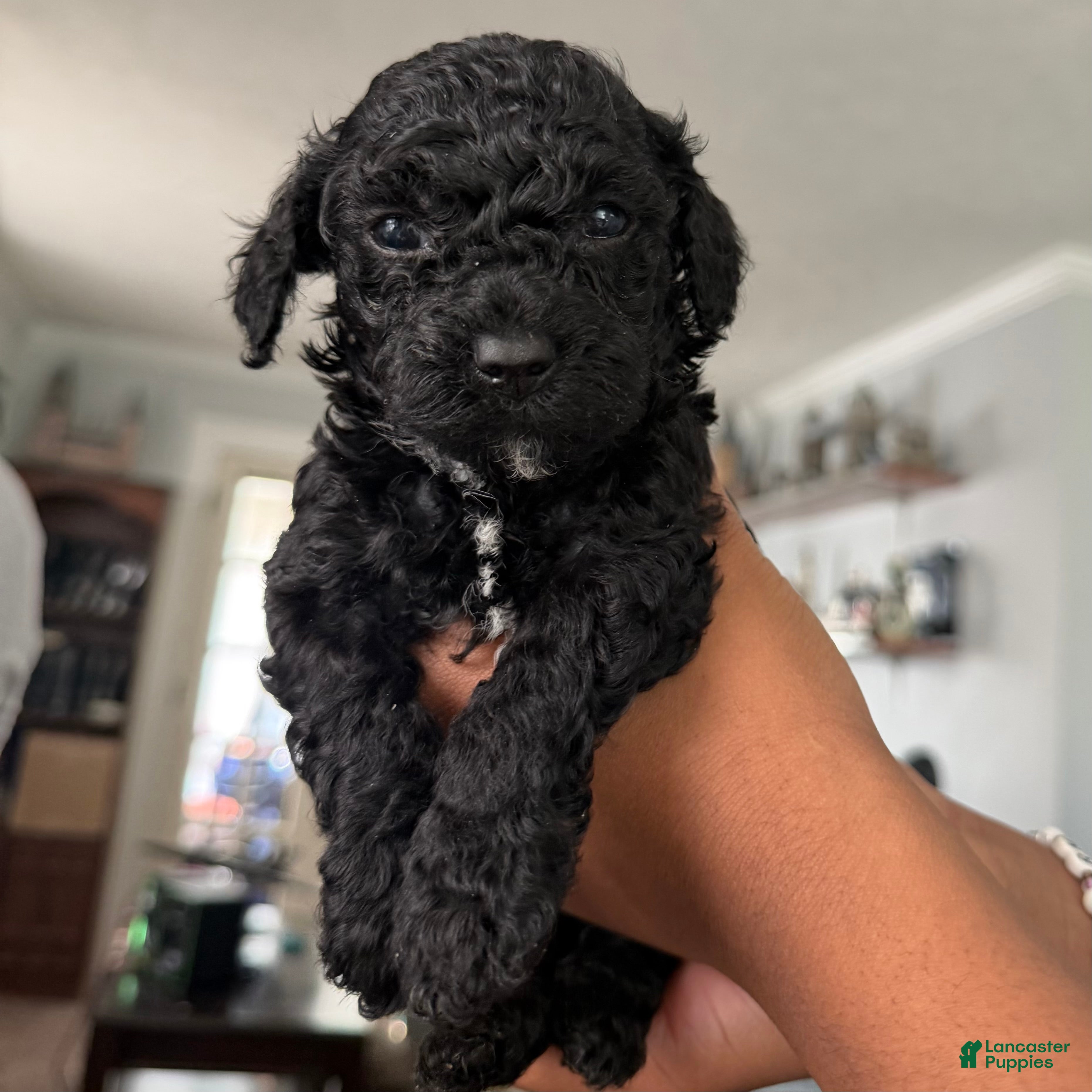 Yorkiepoo dogs Bartholomew - Ad 2