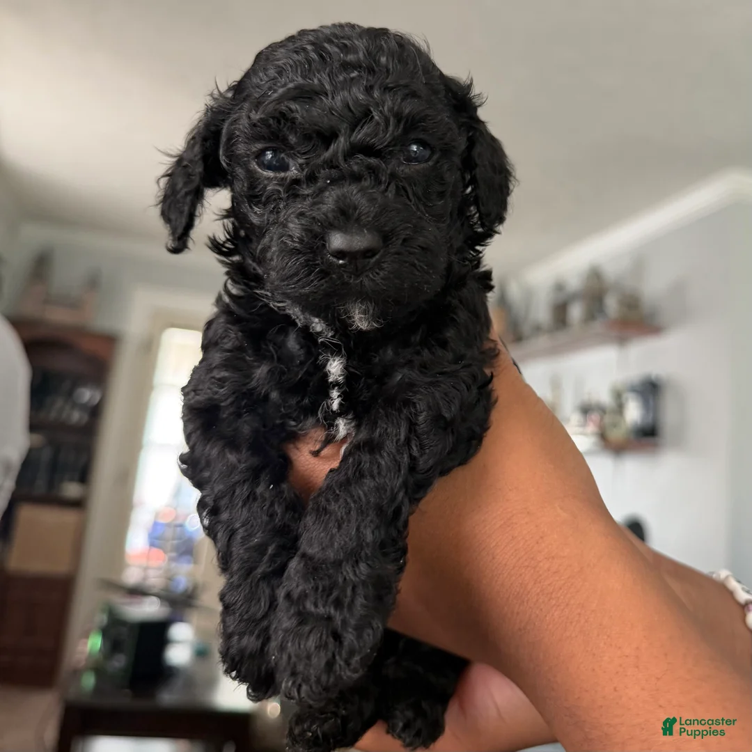 Yorkiepoo dogs for sale: Bartholomew - Ad 2