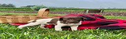 German Shorthaired Pointer dogs for sale: Rocket❤️akc reg 🐾 text or call today - Ad 1