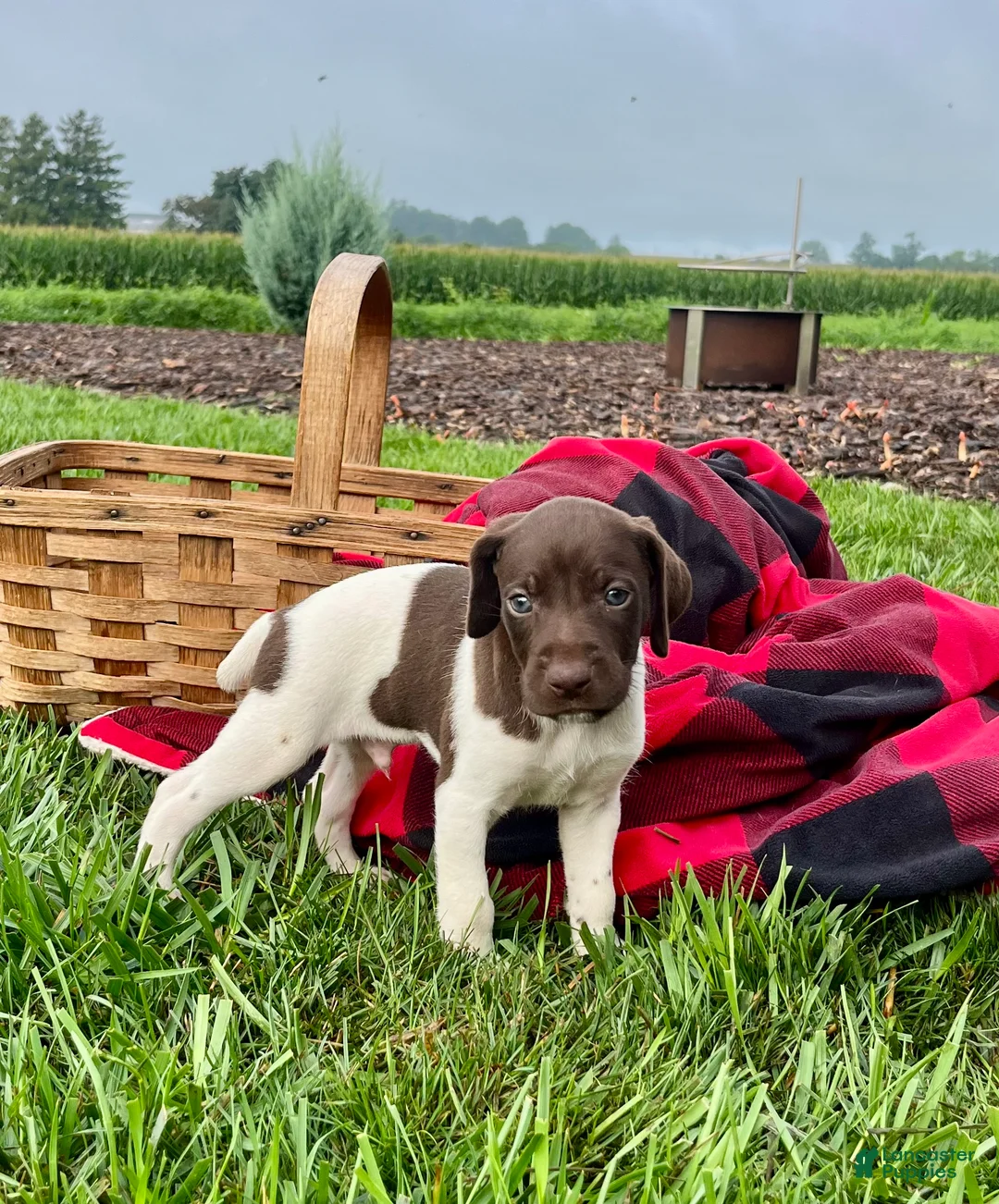 German Shorthaired Pointer dogs for sale: Rocket❤️akc reg 🐾 text or call today - Ad 1