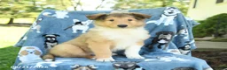 Collie dogs for sale: Oliver - Ad 3