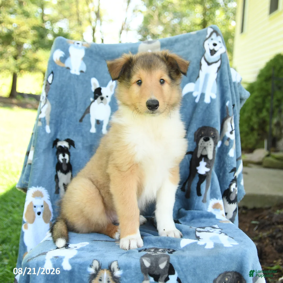Collie dogs for sale: Oliver - Ad 3
