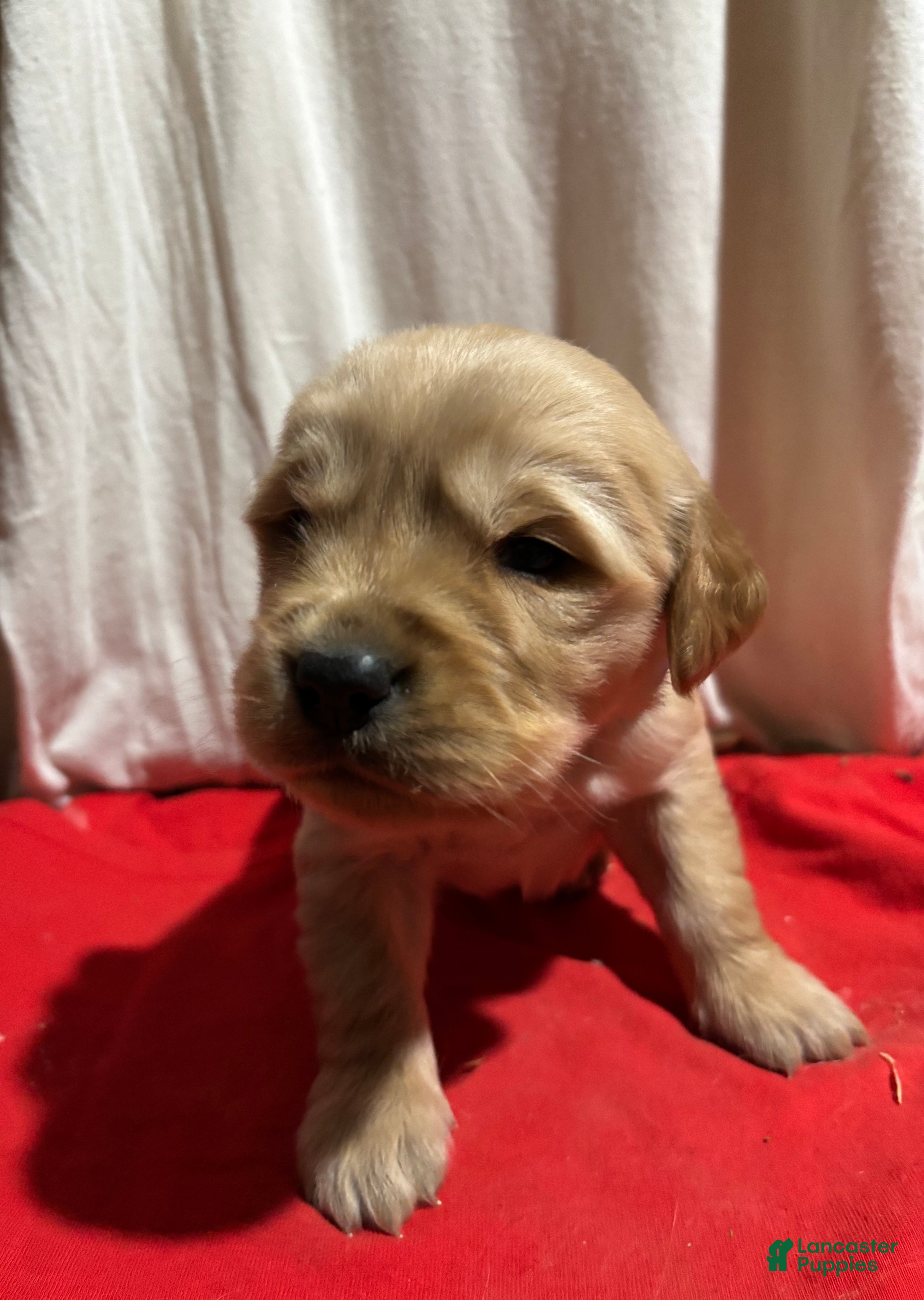 Golden Retriever dogs Blue - Ad 10