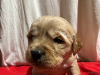 Golden Retriever dogs Blue - Ad 10