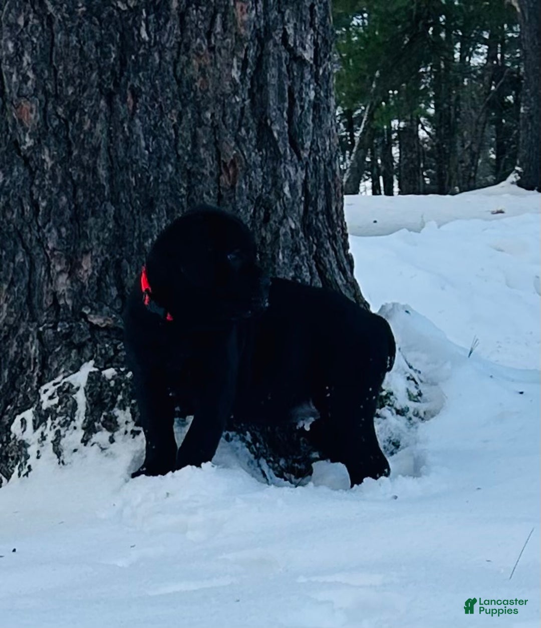 Cane Corso dogs for sale: Cane Corso Puppy 1 - Ad 15