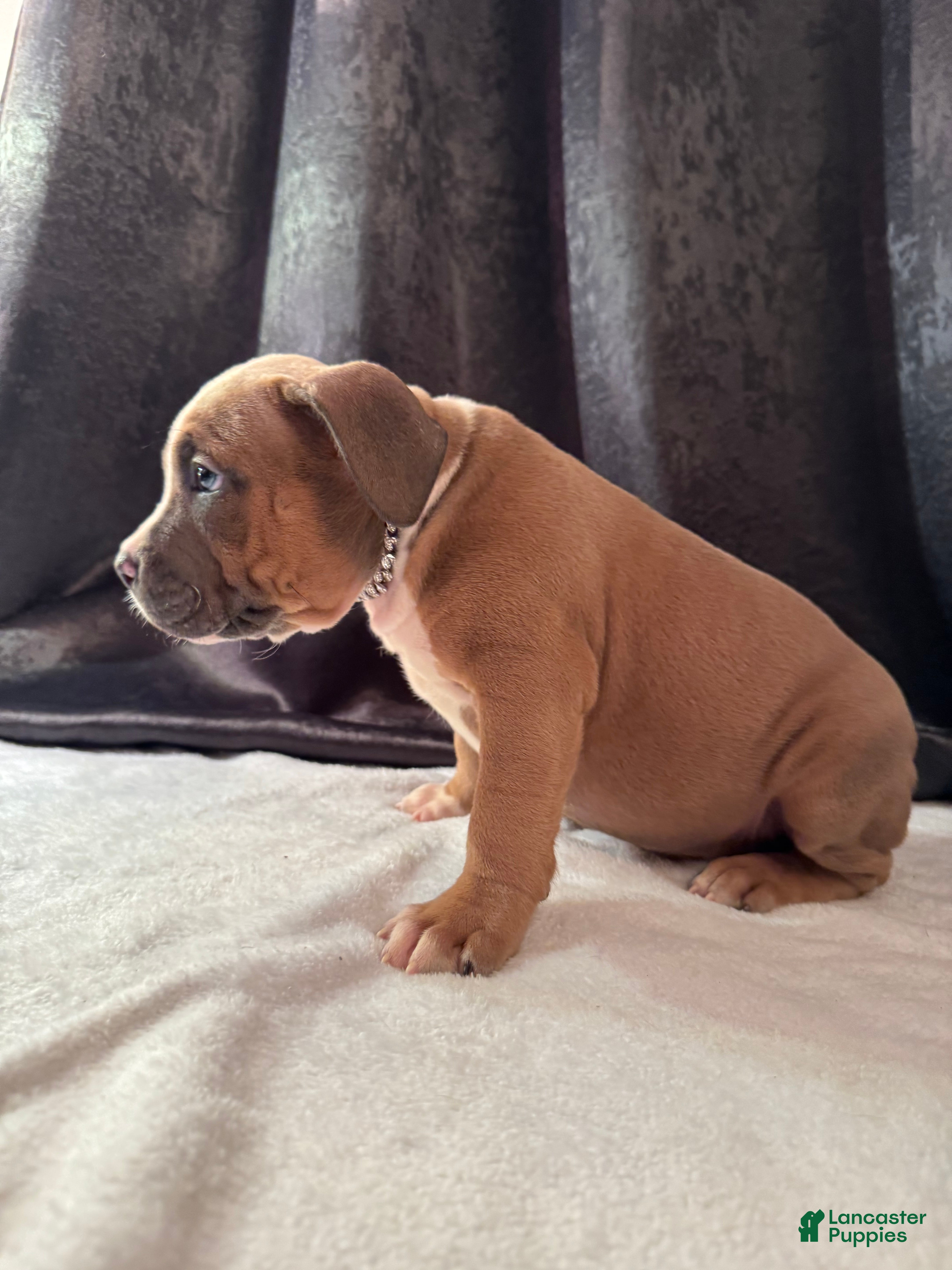 American Bully dogs American Bully Puppy 2 - Ad 2