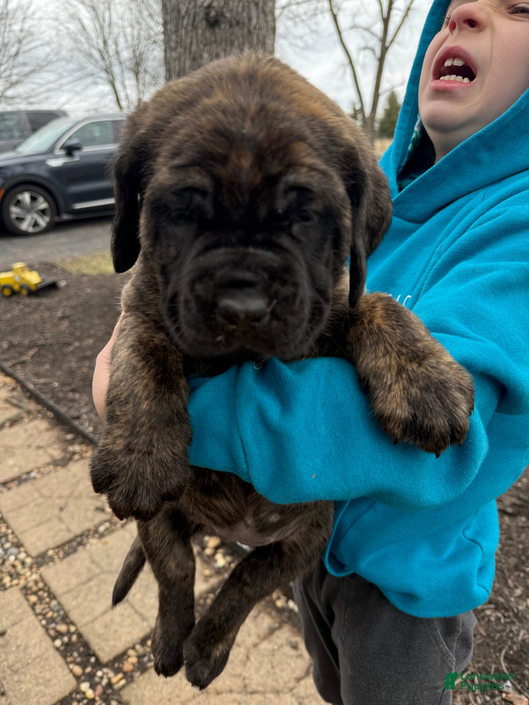 English Mastiff dogs for sale: English Mastiff Puppy “Pink” - Ad 3