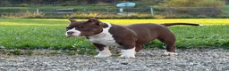 American Bully dogs for sale: Chocolate Po - Ad 8