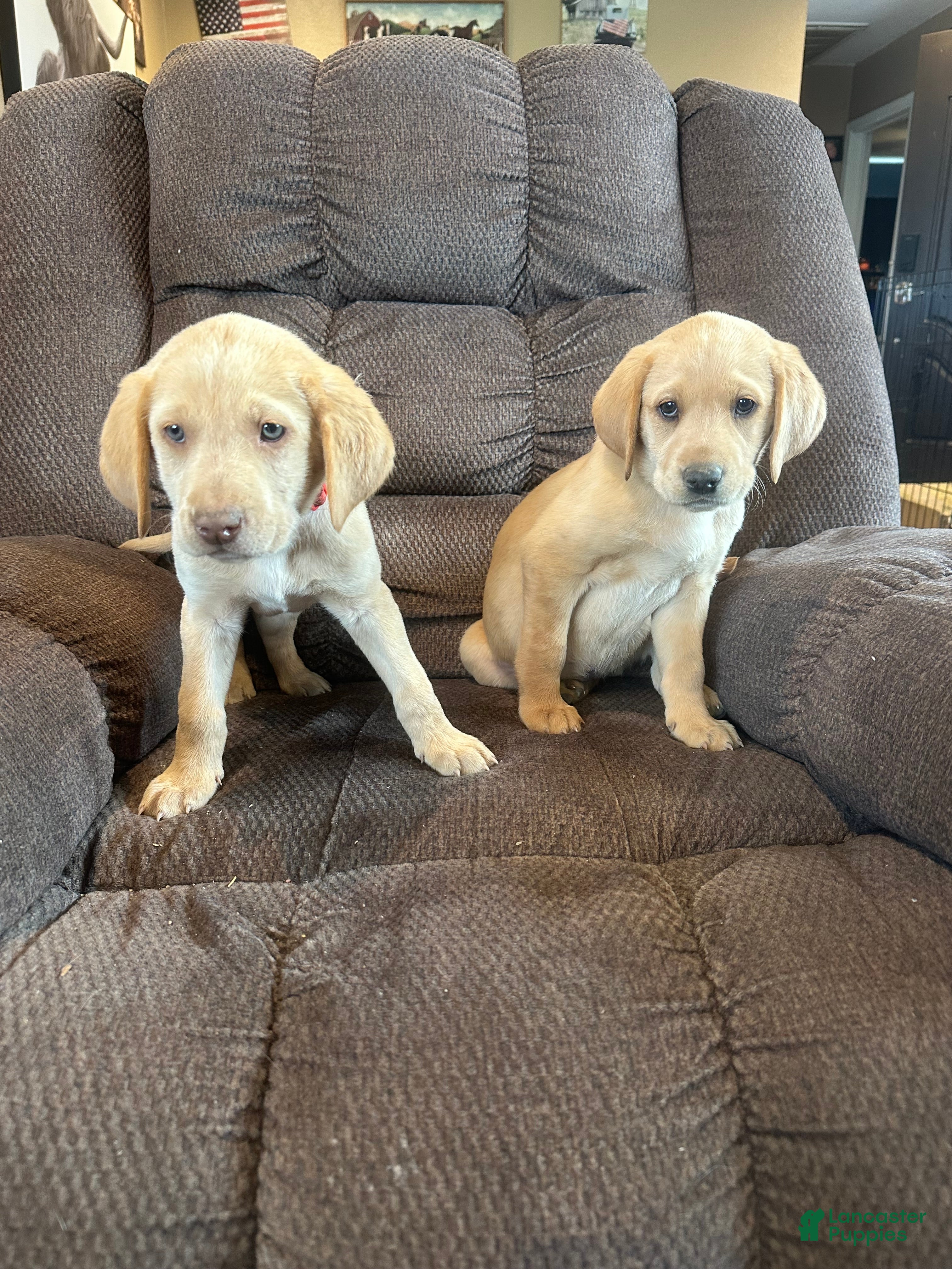 Labrador Retriever dogs for sale: Labrador Retriever Puppy 2 - Ad 2