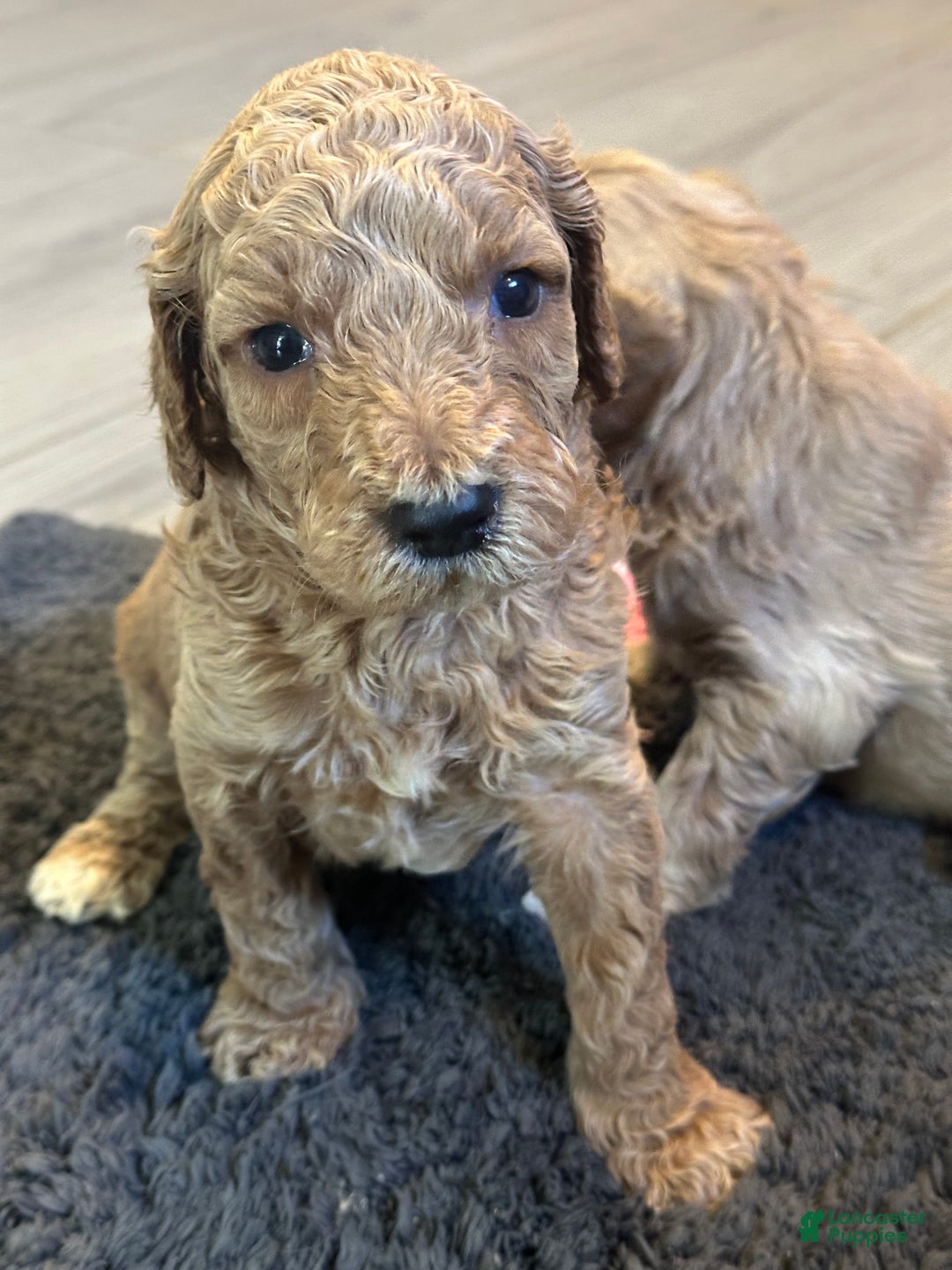 Mini Goldendoodle dogs for sale: Mini Goldendoodle Puppy 2 - Ad 4