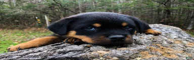 Rottweiler 3