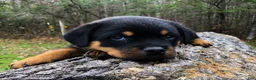 Rottweiler dogs for sale: Rottweiler 3 - Ad 1