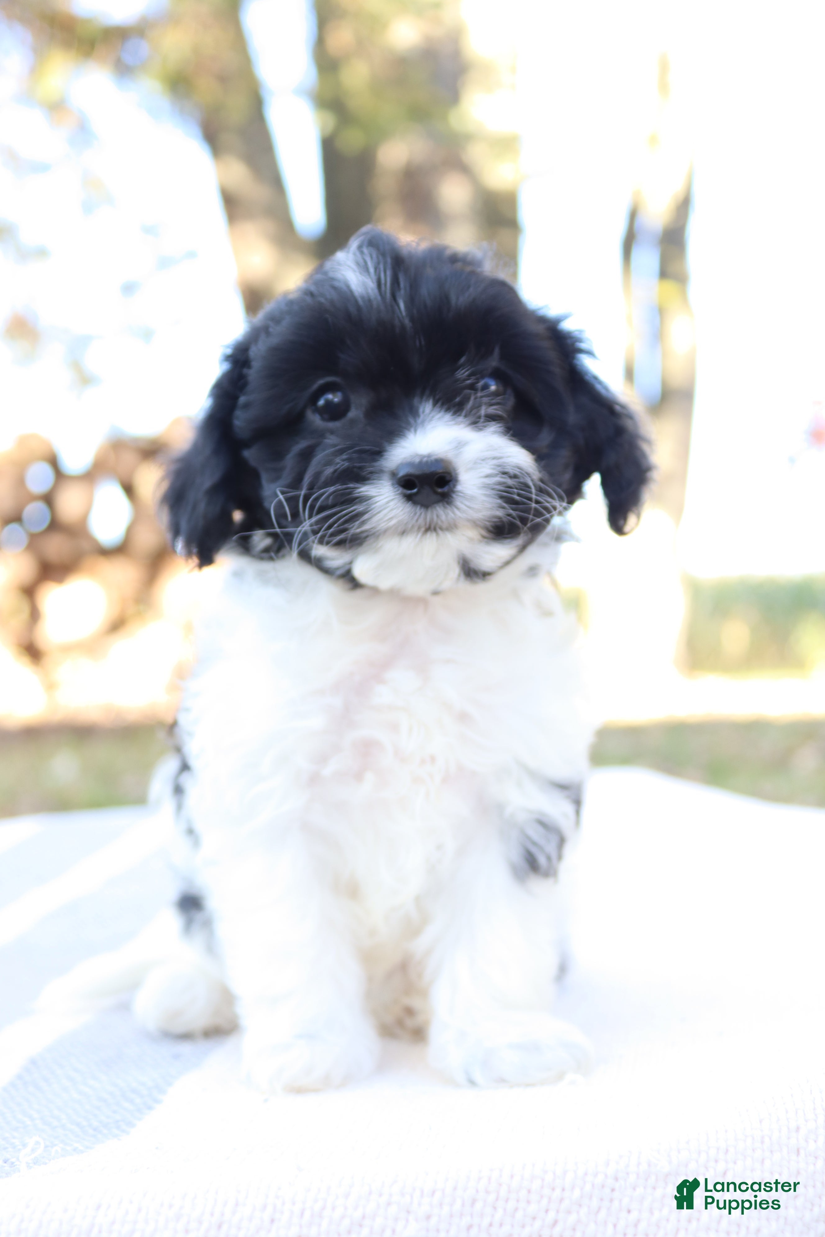 Cavapoo dogs for sale: Luna - Ad 1