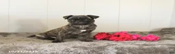 Pug dogs for sale: Misty - Ad 4