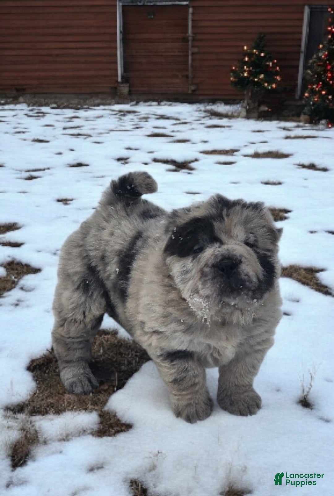Shar Pei dogs for sale: Marla merle mini bear  - Ad 8