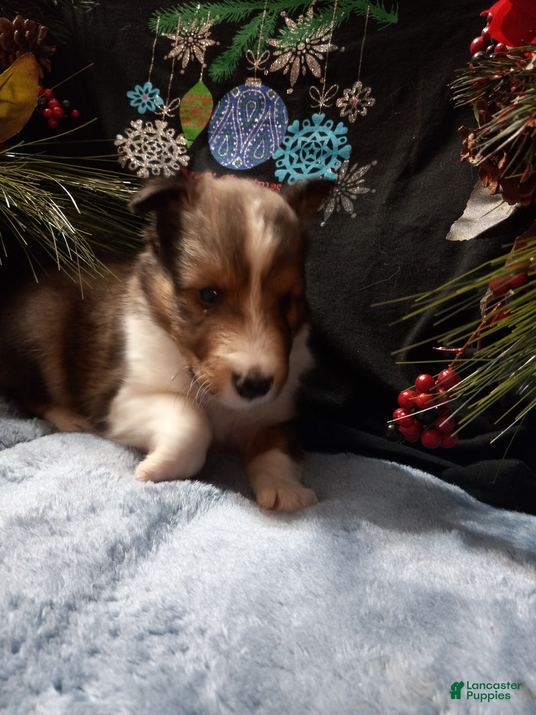 Shetland Sheepdog dogs for sale: PJ  - Ad 2
