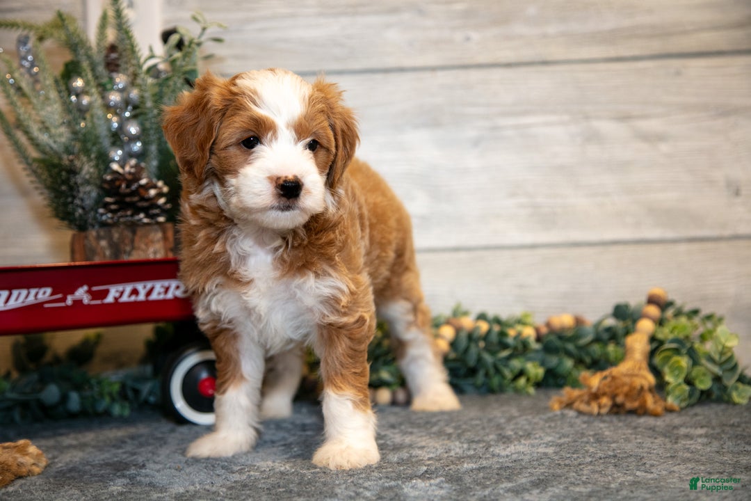 Mini Goldendoodle dogs for sale: Taylor - Ad 3