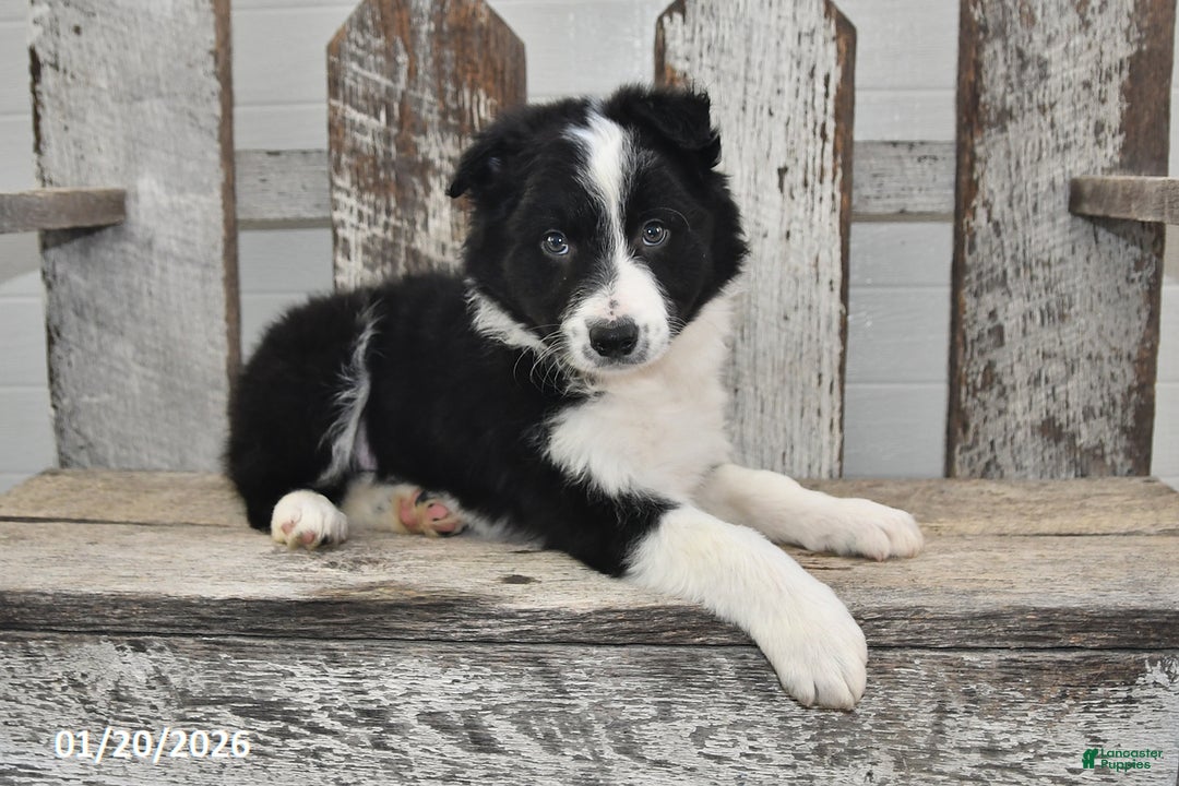 Border Collie dogs for sale: Captian - Ad 5