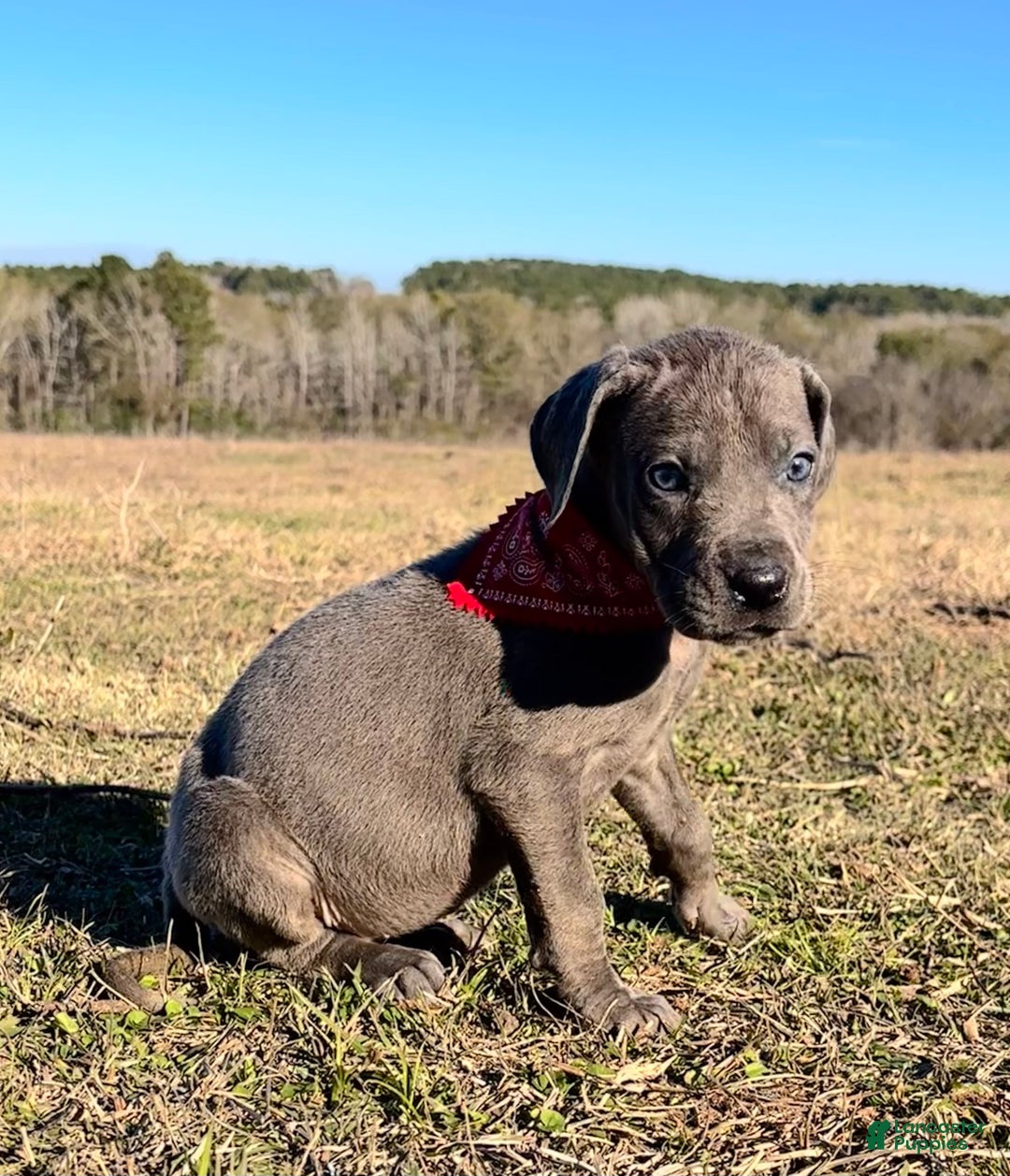 Great Dane dogs for sale: Solid Blue Female - Penny  - Ad 5
