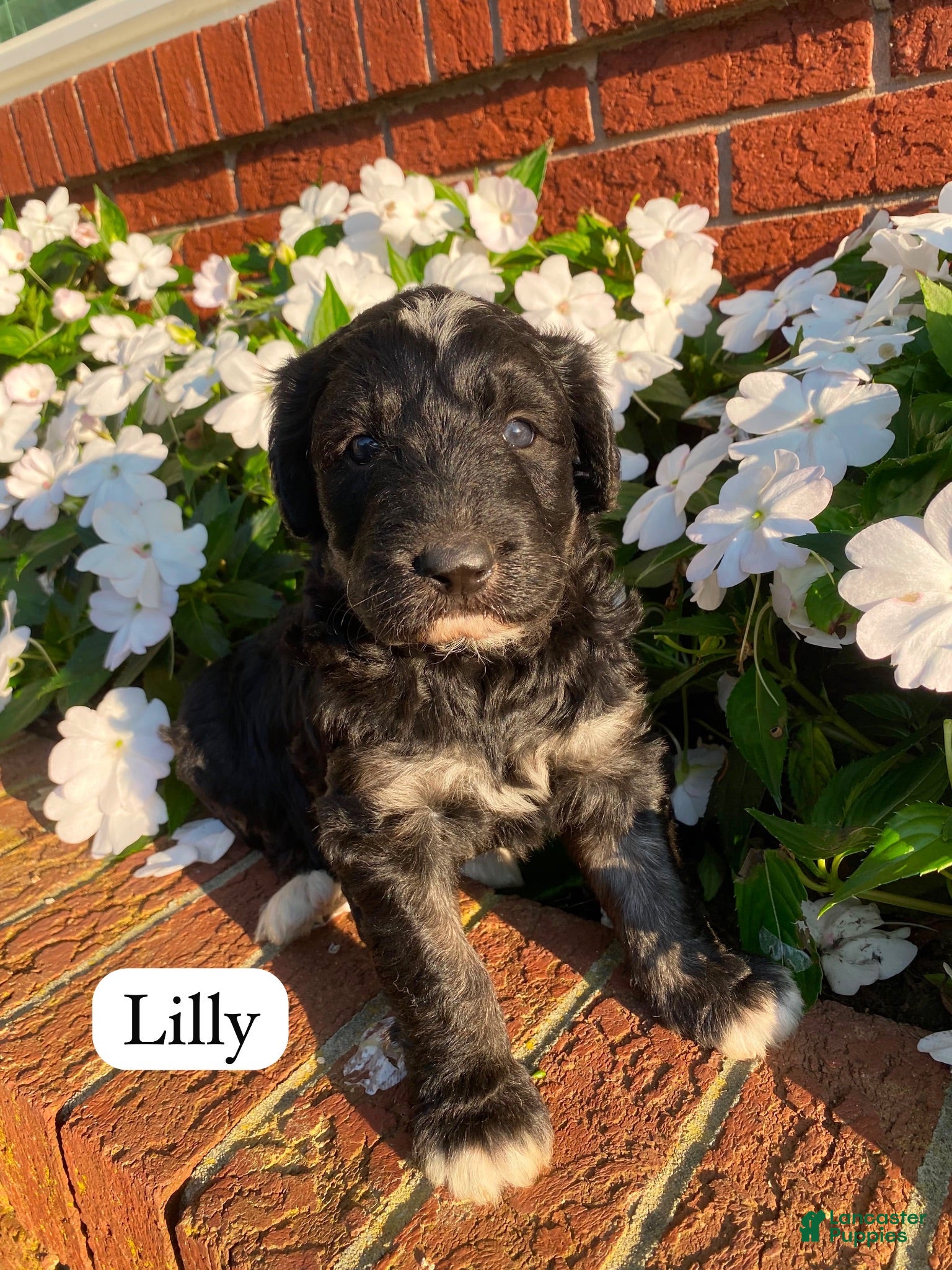 Mixed Breed dogs Lilly  - Ad 1