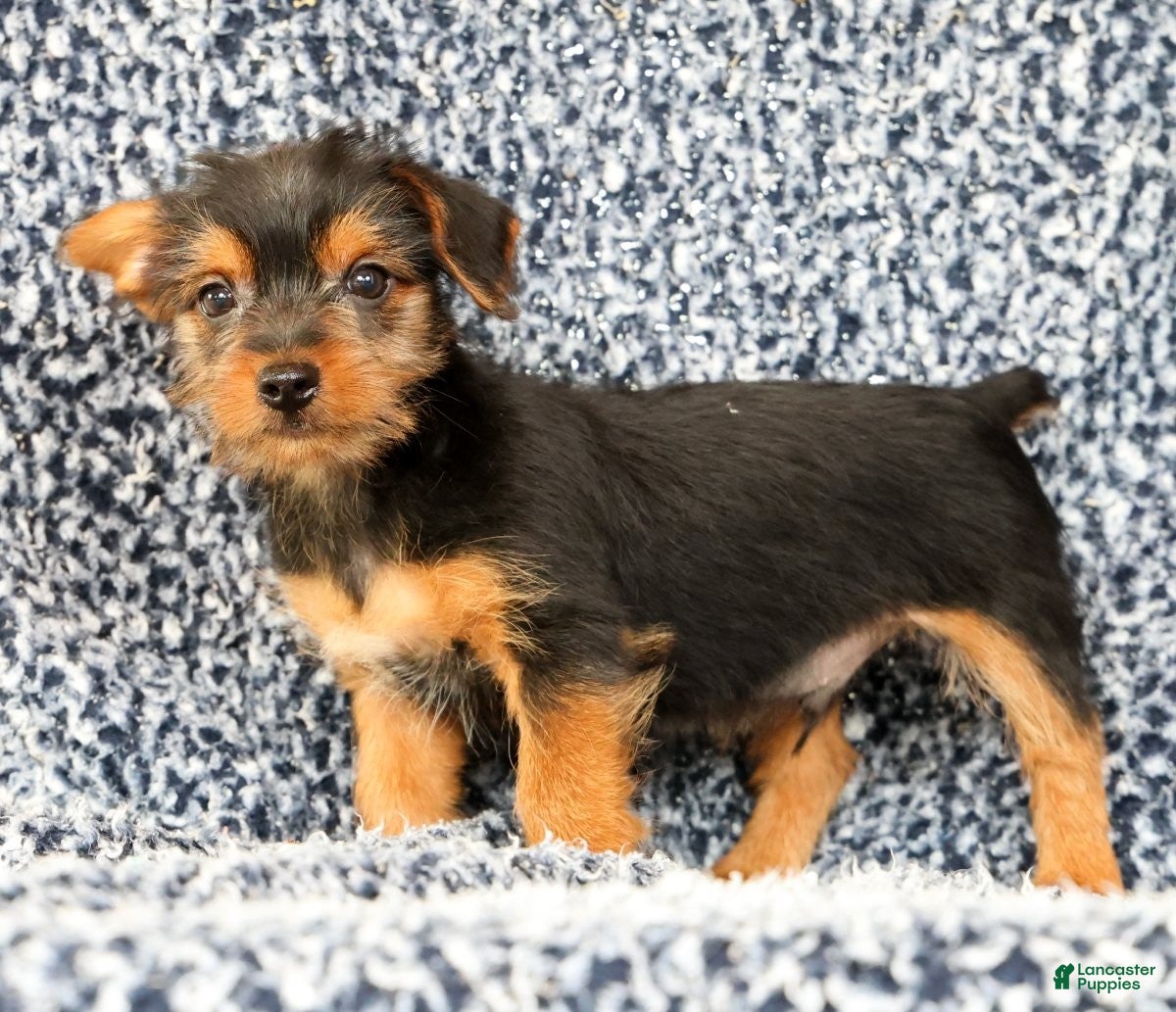 Yorkshire Terrier dogs Andrew - Ad 1