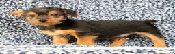 Yorkshire Terrier dogs for sale: Andrew - Ad 1