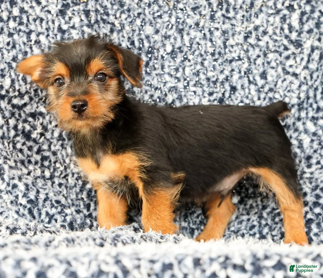 Yorkshire Terrier dogs for sale: Andrew - Ad 1