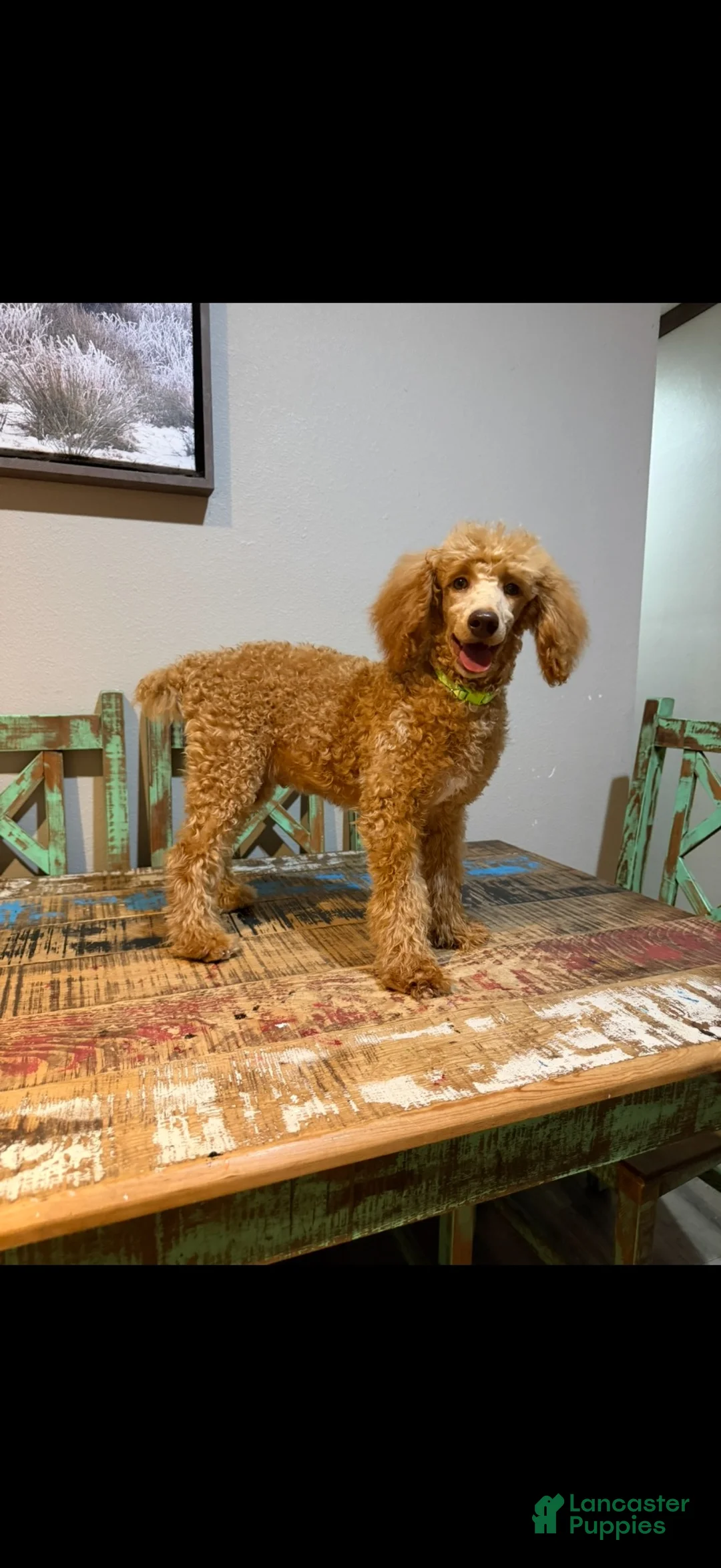 Miniature Poodle dogs for sale: Akc Clear Red Phantom bb 💙 - Ad 1