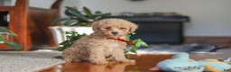 Miniature Poodle dogs for sale: Brady - Ad 3